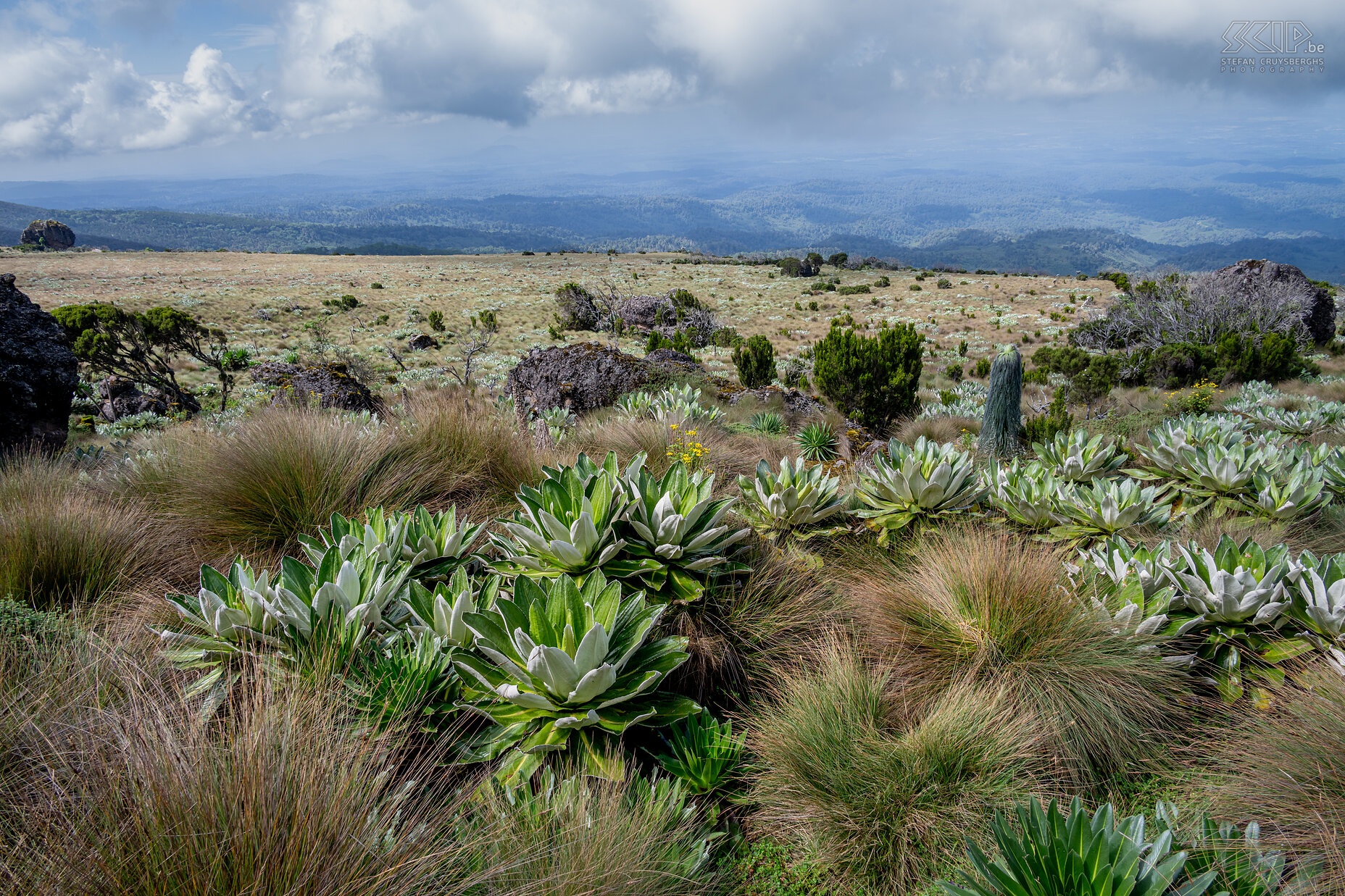 Mount Kenya Boven de 3500m kan je vooral heide, hoge grassen en hele mooie lobelias aantreffen. Stefan Cruysberghs